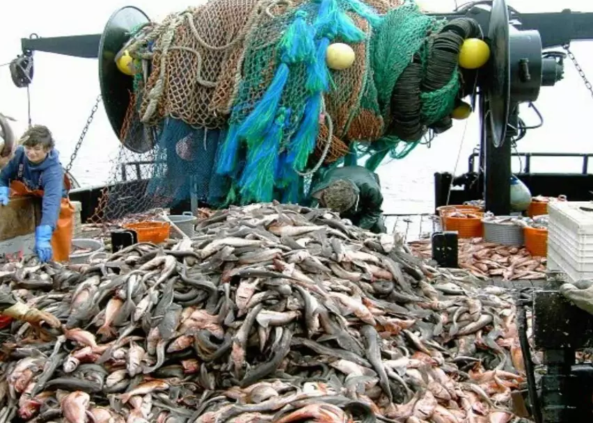 is fishing declining