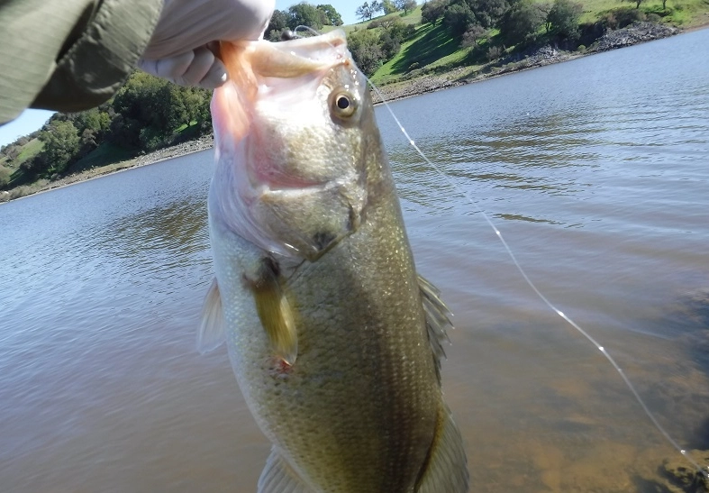 San Jose fishing charter