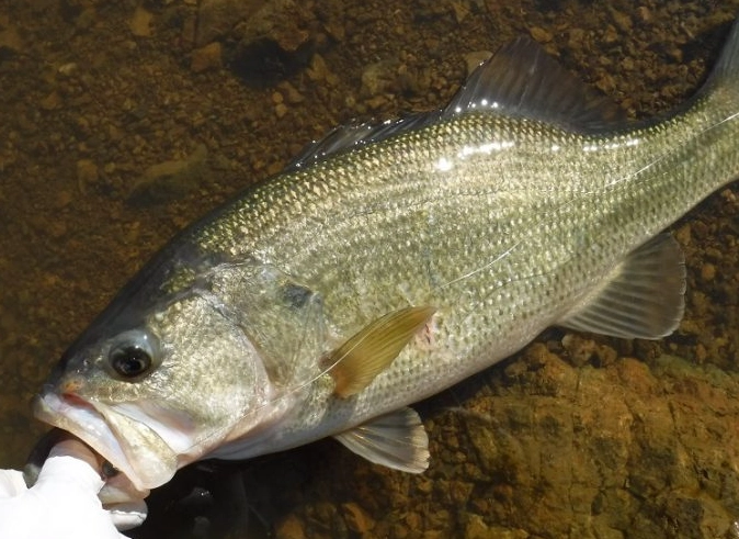 best fishing spots San Jose Bay Area